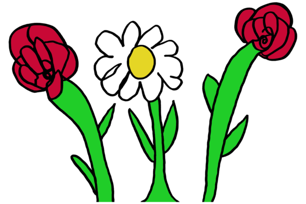 Daisy Flower with Roses